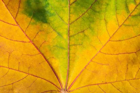 Maple leaves background. Macro shot 写真素材