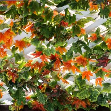 Maple leaves background Stock Photos