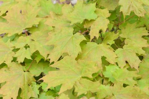 Maple leaves background Stock Photos
