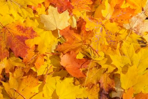 Maple leaves background Stock Photos
