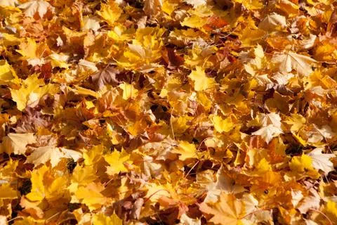 Maple leaves background Stock Photos