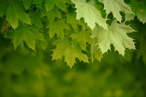 Maple leaves background Foto stock