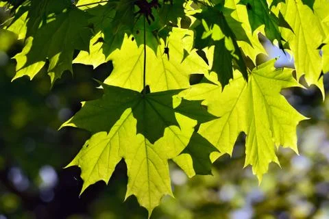 Maple leaves backlit Stock Photos