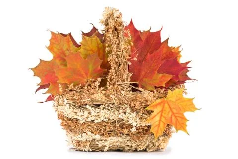 Maple leaves in a basket Stock Photos