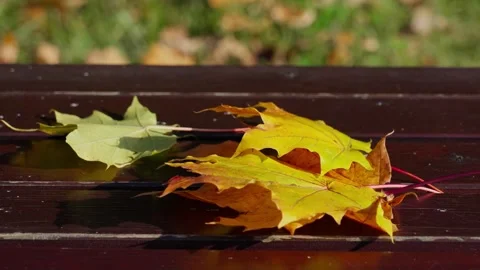 Maple leaves on the bench Stock Footage 331126913