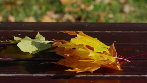 Maple leaves on the bench Stockbeeldmateriaal 331126939