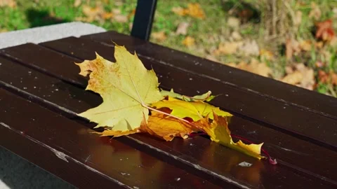 Maple leaves on the bench Stock Footage 331127075