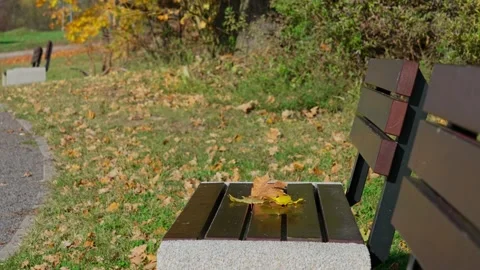 Maple leaves on the bench Stock Footage 331127180