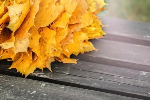 Maple leaves on the bench Stock Photos