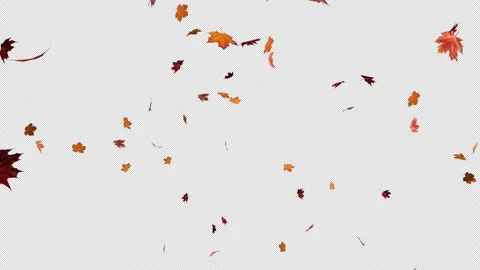 Maple Leaves Blast with Alpha Channel Vídeo Stock 255577991