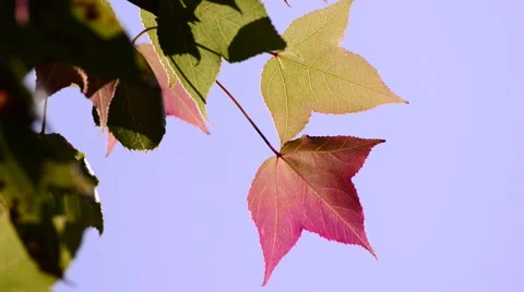 Maple leaves blowing in breeze. Stock Footage 47963910