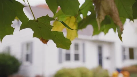 Maple leaves blowing Stock Footage 232870037