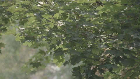 Maple Leaves Blowing Golden Sunset #2 (23.97fps 4.6K) 스톡 동영상 145286570