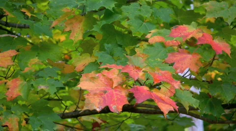 Maple leaves blowing in the wind  Stock Footage 532582