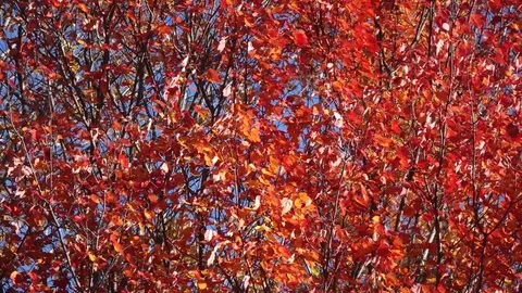 Maple Leaves blowing in the wind Video stock 72357695