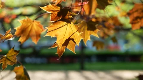 Maple leaves on a blue-green background of a spring park. Stock Footage 241412382