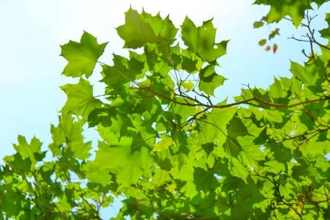 Maple leaves on the blue sky background. Stock Photos