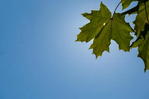 Maple leaves on a blue sky background Stock Photos