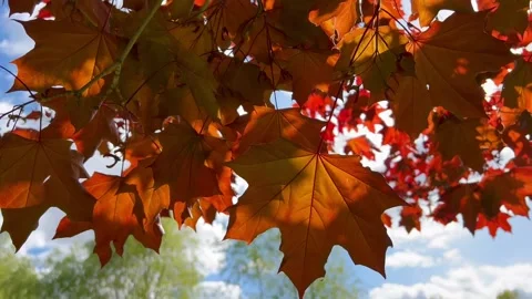 Maple leaves with blue sky Stock Footage 234493337