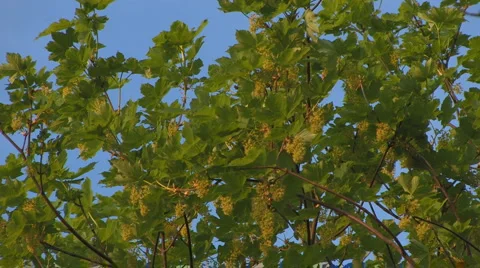 Maple leaves, with blue sky, gentle wind Stock Footage 4778331