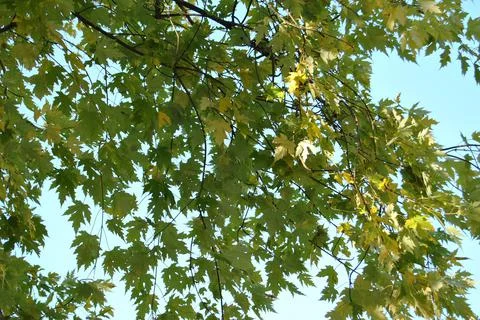 Maple leaves blue spring sky Stock Photos