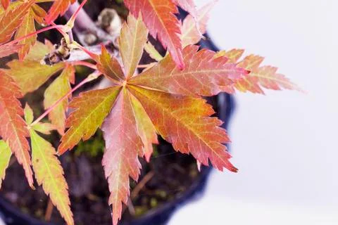 Maple leaves of bonsai Stock Photos