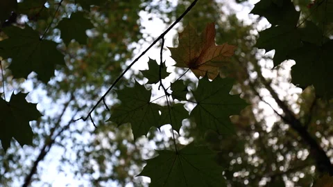 Maple Leaves On A Branch On A Background Of Fall Trees Video stock 262074287