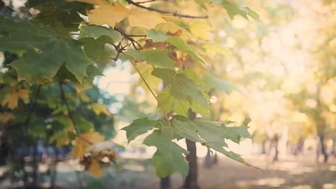 Maple leaves on the branches in the sunlight Video stock 131154925