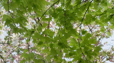 Maple Leaves Breeze Gust - 4k - Slow Motion Stock Footage 59719318