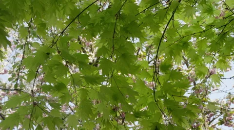 Maple Leaves Breeze Gust - 4k Stock Footage 59720073