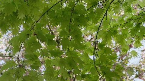 Maple Leaves Breeze Medium - 4k - Slow Motion Stock Footage 59721451