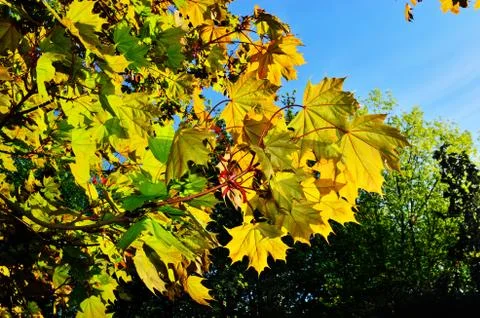 Maple leaves in bright sunlight Stock Photos