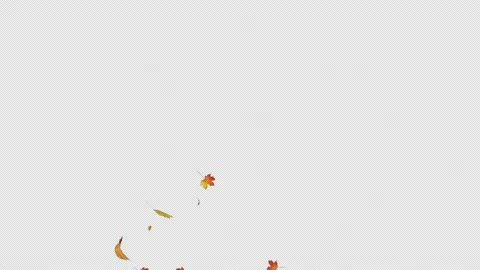 Maple Leaves Burst 4 Pack on Alpha Channel Stock Footage 211343837