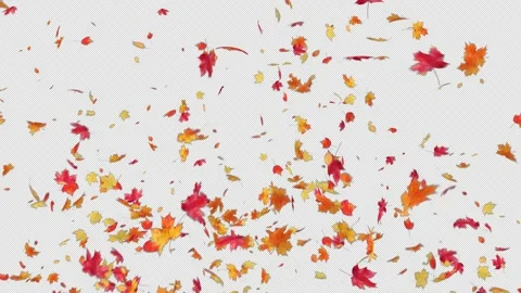 Maple Leaves Burst Stock Footage 228576433