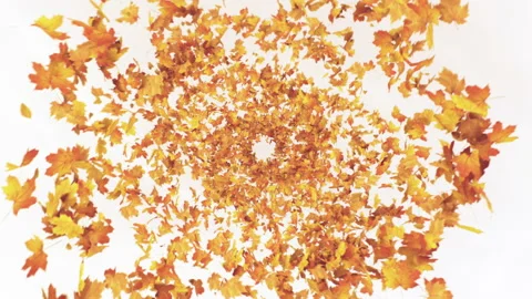 Maple Leaves Burst on White Background Stock Footage 200813492
