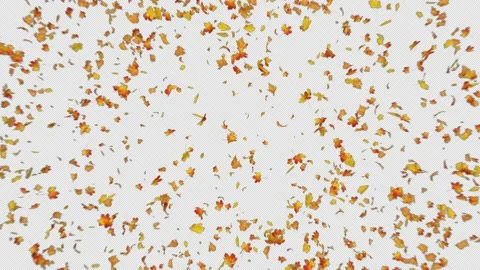 Maple Leaves Burst on Withe Background Stock Footage 201836879