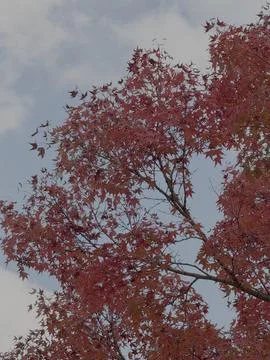 Maple leaves canopy and cloudy sky Foto stock