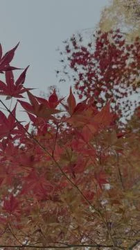Maple leaves canopy with close-up Foto stock