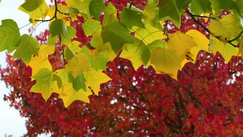 Maple leaves change color in the fall season from green to yellow and red. Stock-Footage 164291776