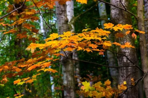 Maple leaves changing color Stock Photos