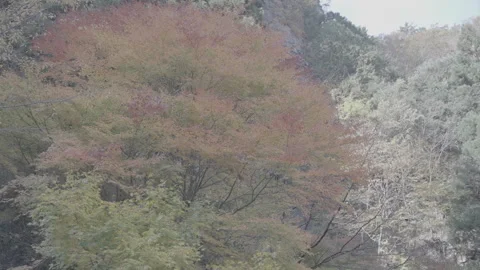Maple Leaves Changing Color with River Stream Sound Log Stock Footage 345477021