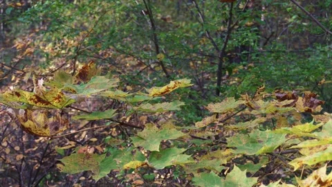 Maple Leaves Changing Colors in Autumn Forest Stock Footage 345122816