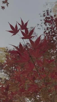 Maple leaves close-up from below Foto stock