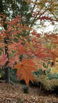 Maple leaves close-up in the forest Foto stock