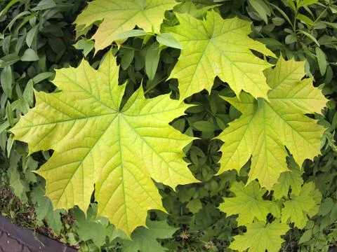 Maple leaves close up Stock Photos