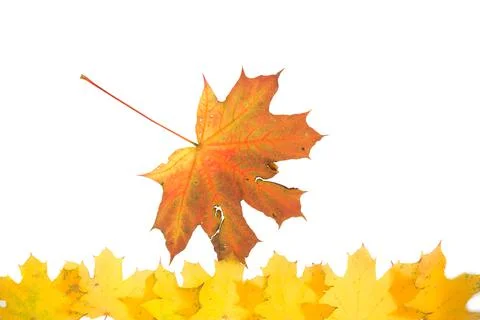 Maple leaves. Close up. Fotos Stock