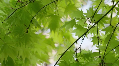 Maple Leaves Closeup - 4k - Slow Motion Stock-Footage 59722073