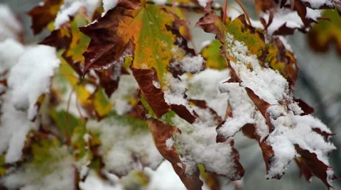 Maple leaves closeup in heavy snow fall. Vídeo Stock 55815705