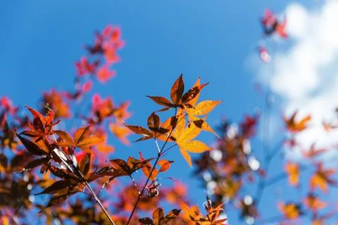 Maple leaves with cloudy blue sky of sunny day Stock Photos
