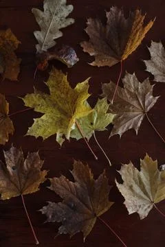 Maple leaves. Collection of multicolored fallen autumn leaves isolated on dark Stock Photos